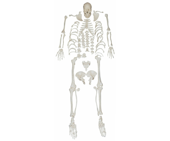 HL/XC130 人体全身散骨模型(自然大)
