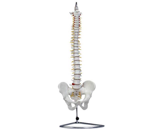 HL/XC105 自然大脊椎模型(带骨盆）
