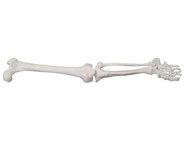 HL/XC122 自然大下肢模型