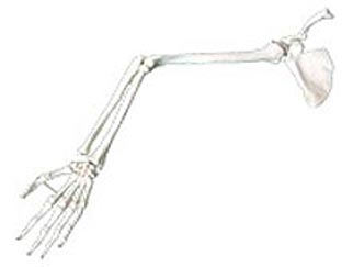HL/A11123 手臂骨、肩胛骨、锁骨模型