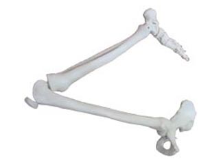 HL/A11130 下肢骨连髋骨模型