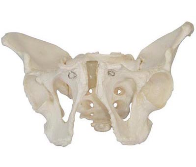 HL/XC123 男性骨盆模型