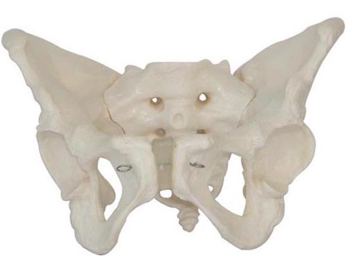 HL/XC124 女性骨盆模型