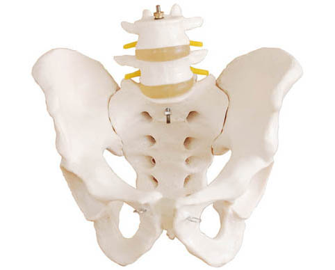 HL/XC128 骨盆带二节腰椎模型(自然大)