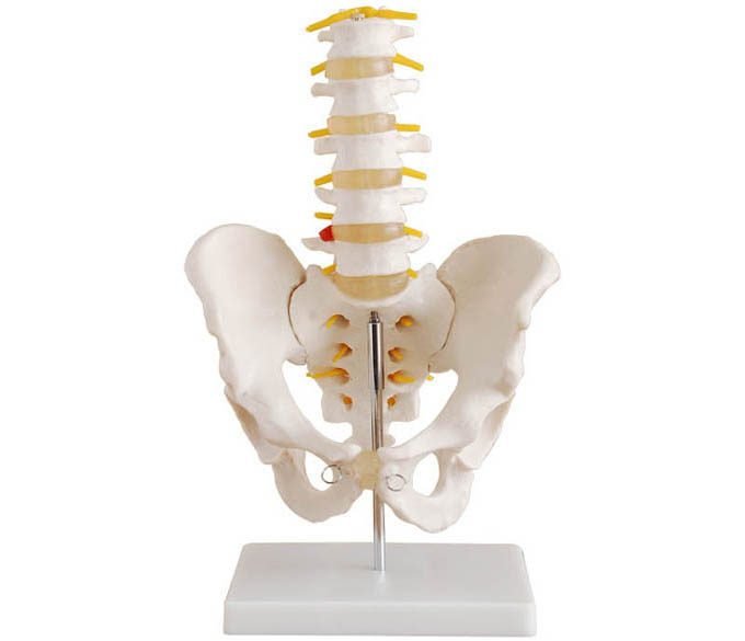 HL/XC115 骨盆带五节腰椎模型（自然大）