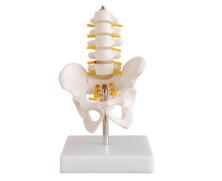 HL/XC115A 小型骨盆带五节腰椎模型