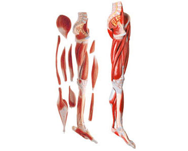 HL/A11308 下肢肌肉附主要血管神经模型