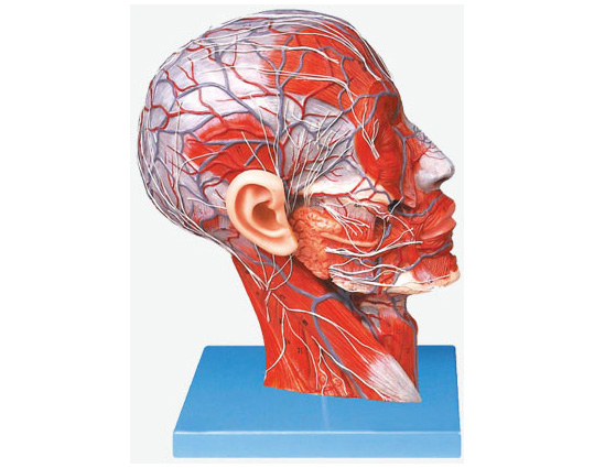 HL/A18210 头部正中状切面附血管神经模型