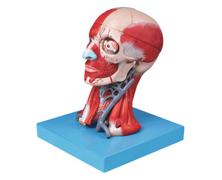 HL/A18211 头颈部有肌肉、血管附脑模型