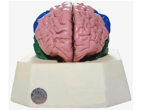HL/A18204 大脑分叶模型