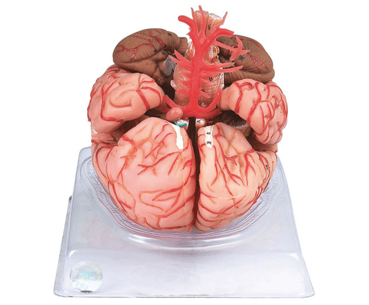 HL/A18220 脑动脉模型