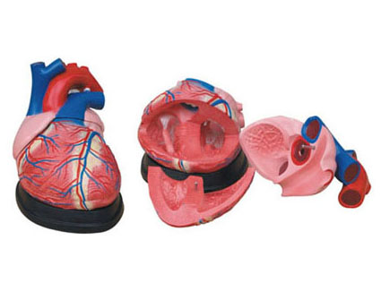 HL/XC307 心脏解剖放大模型