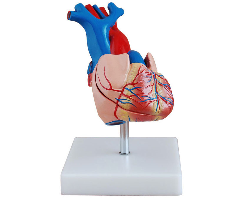 HL/XC307A 自然大心脏解剖模型