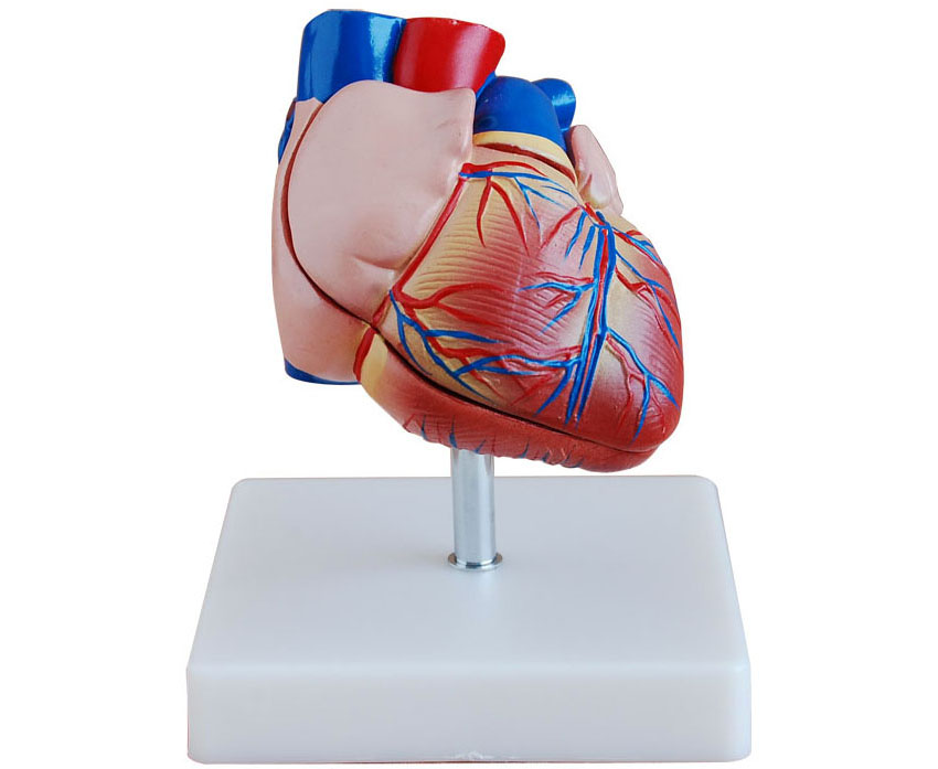 HL/XC307B 新型自然大心脏解剖模型