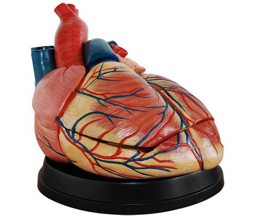 HL/XC307C 新型心脏解剖放大模型