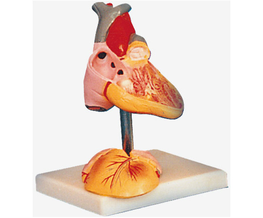 HL/A16008 儿童心脏解剖放大模型