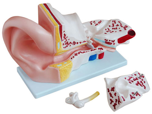 HL/XC303A 耳解剖放大模型 (5倍)