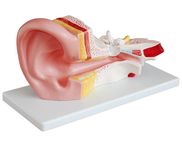 HL/XC303B 耳解剖模型 (3倍)