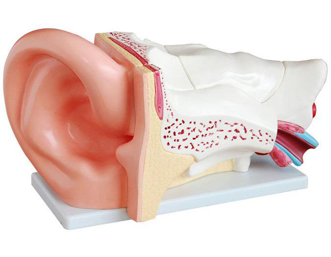 HL/XC303C 新型大耳解剖放大模型(5倍)