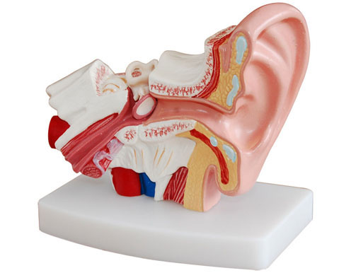 HL/XC303D 小型耳解剖放大模型(1.5倍大)