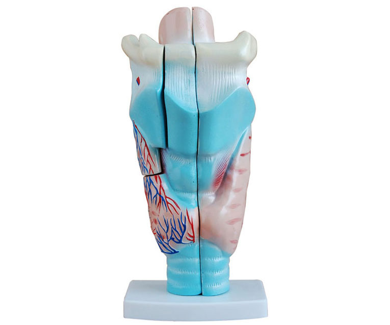 HL/XC301 喉头解剖模型
