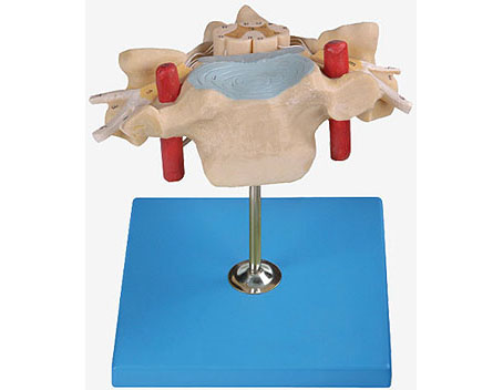 HL/A18105 颈椎附脊髓和脊神经放大模型