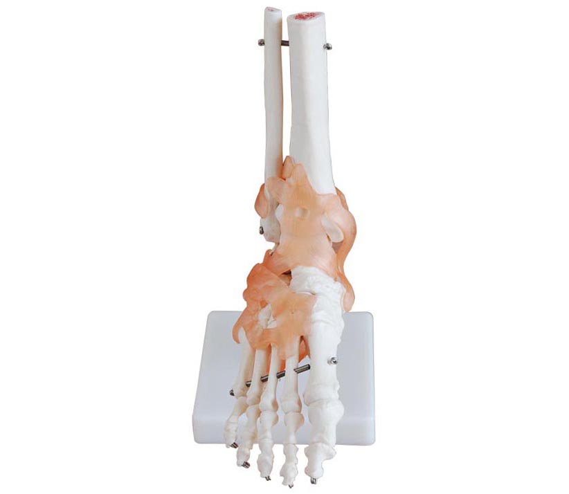 HL/XC113A 脊椎骨模型(带尾骨)
