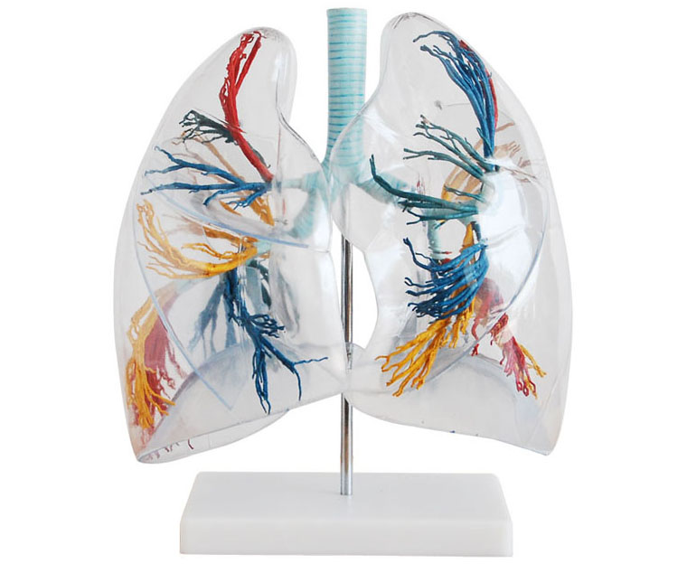 HL/XC330 透明肺段模型