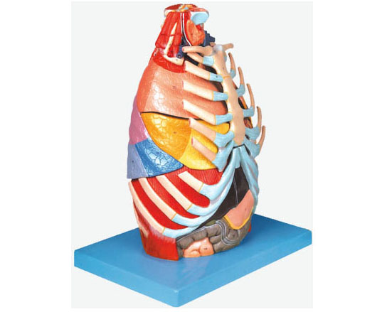 HL/A13016 胸腔解剖模型