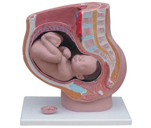 HL/XC322B 女性妊娠矢状解剖模型（附胎儿）(4件)