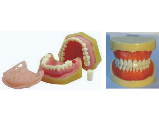 HL/Y10026 标准牙模型