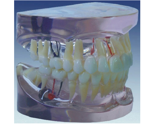 HL/Y10012-1 透明乳牙发育模型（3岁）