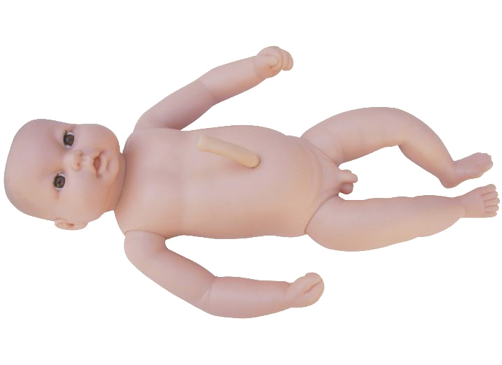 HL/FT2 高级出生婴儿附脐带模型