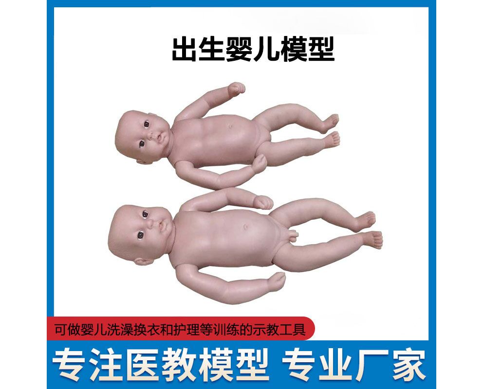 HL/FT3 满月婴儿模型
